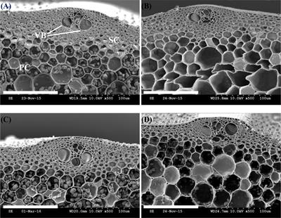 Shading Contributes to the Reduction of Stem Mechanical Strength by Decreasing Cell Wall Synthesis in <mark class="highlighted">Japonica Rice (Oryza sativa L.)</mark>